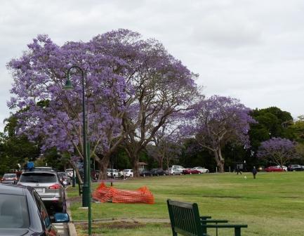 Purple trees in Spring.