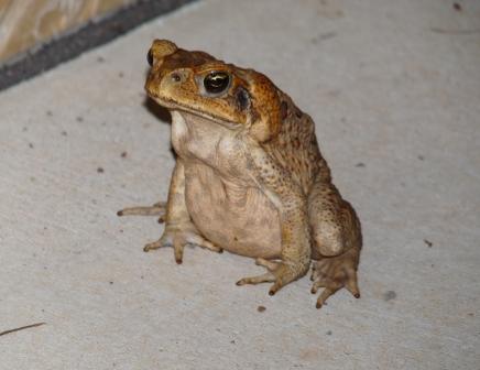 Cane Toad.