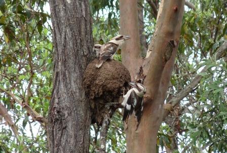 Kookaburras eating termites.
