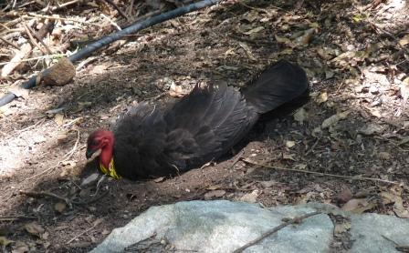 Brush Turkey suffering from the heat next to our patio.