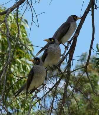 Three aggressive "Noisy Miners" waiting for our picnic.