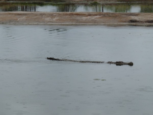 Croc in the water.