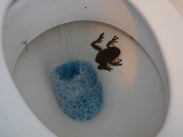 A Green Tree Frog in the Toilet.
