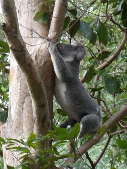 Koala in our garden.