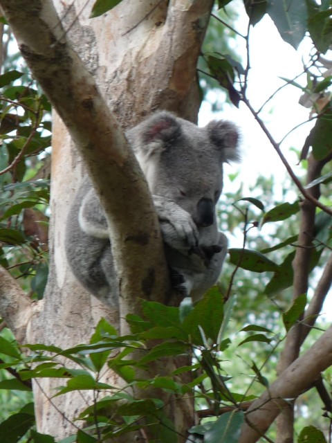Koala in our garden.