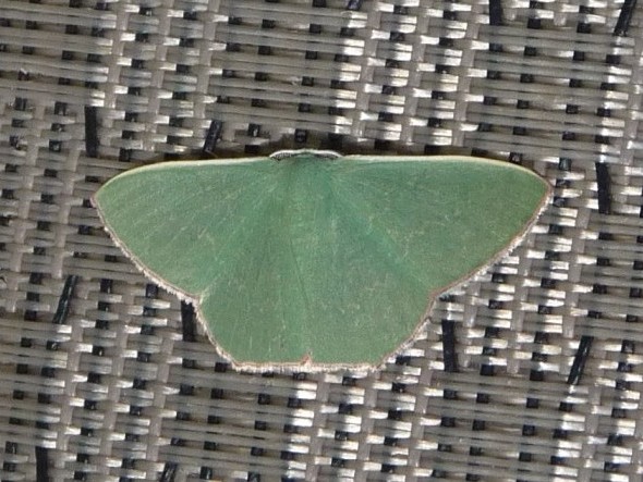 butterfly looking like a leaf.